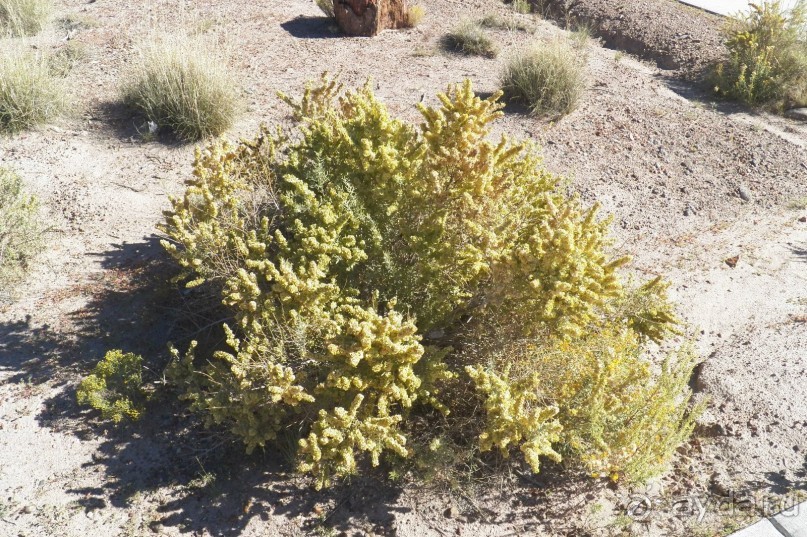 Окаменелый лес в Раскрашенной пустыне
