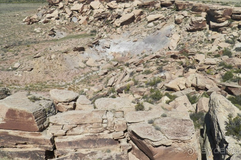 Окаменелый лес в Раскрашенной пустыне