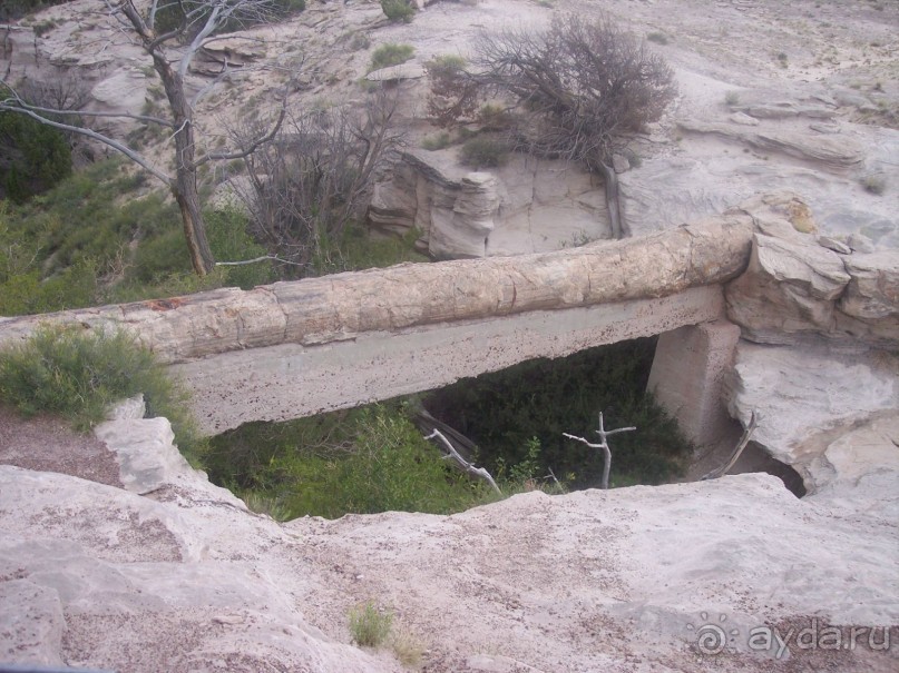 Окаменелый лес в Раскрашенной пустыне