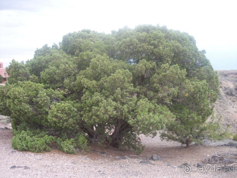 Окаменелый лес в Раскрашенной пустыне
