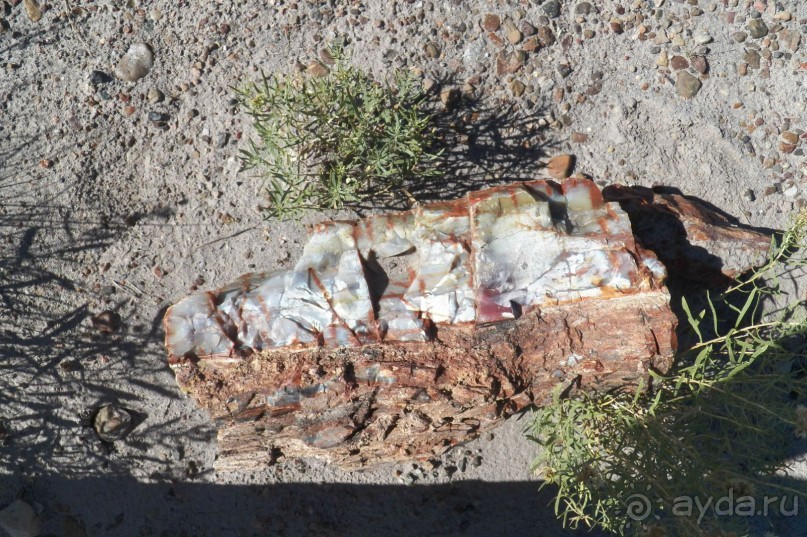 Окаменелый лес в Раскрашенной пустыне