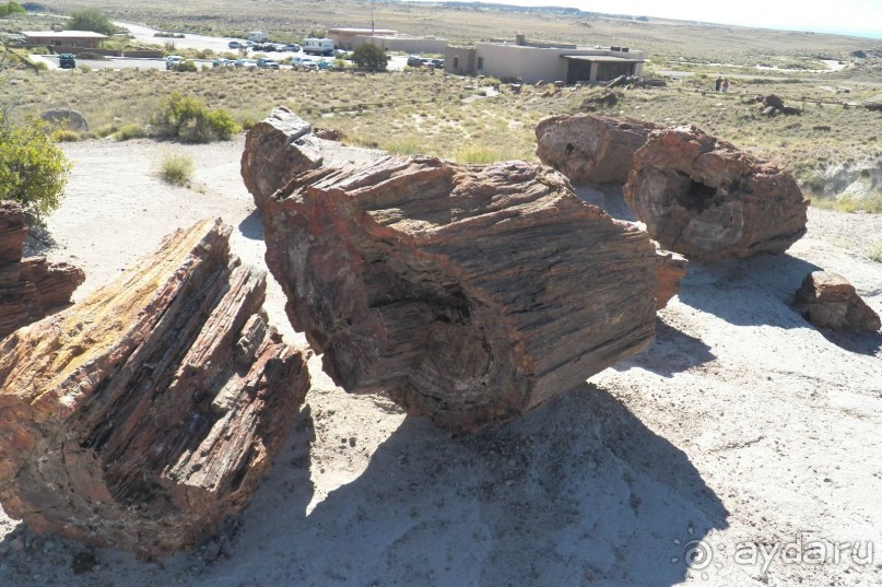 Окаменелый лес в Раскрашенной пустыне