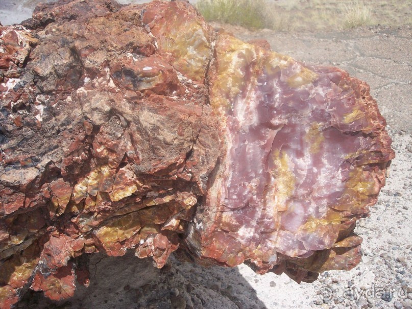 Окаменелый лес в Раскрашенной пустыне