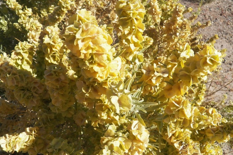 Окаменелый лес в Раскрашенной пустыне