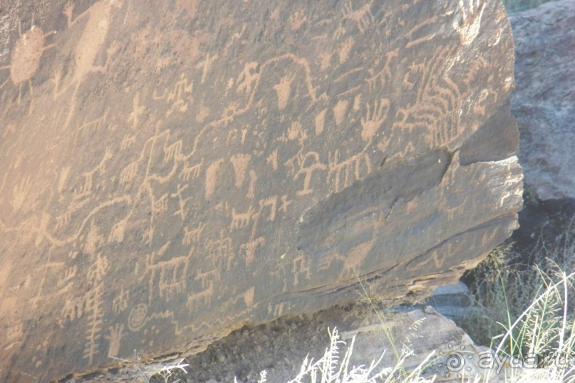 Окаменелый лес в Раскрашенной пустыне