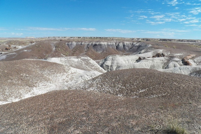 Окаменелый лес в Раскрашенной пустыне