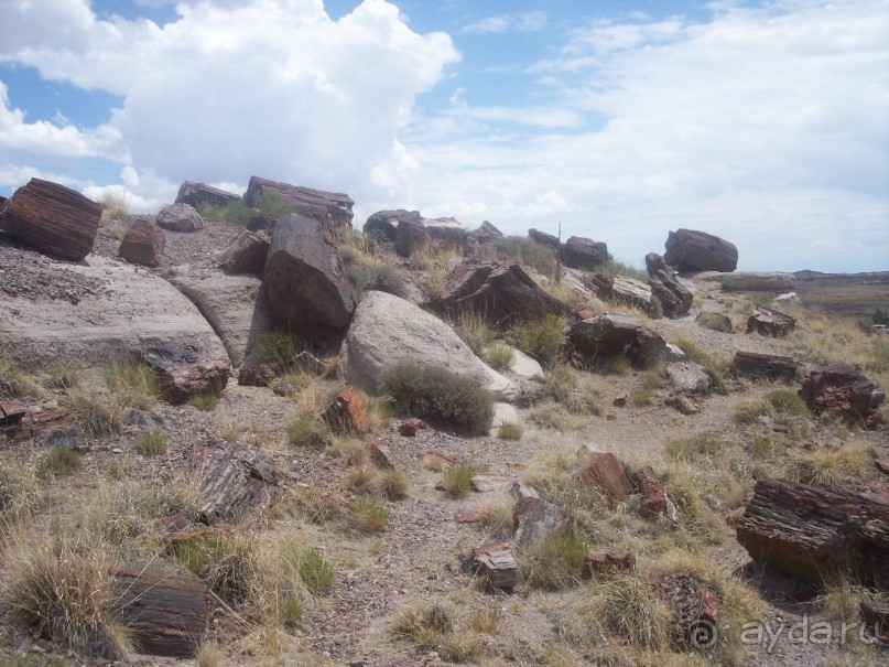 Окаменелый лес в Раскрашенной пустыне