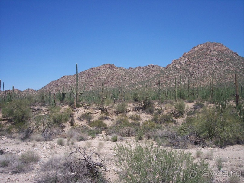 Альбом отзыва "Национальный парк Сагуаро. Кактусы, только кактусы"