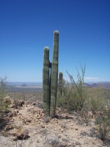 Альбом отзыва "Национальный парк Сагуаро. Кактусы, только кактусы"