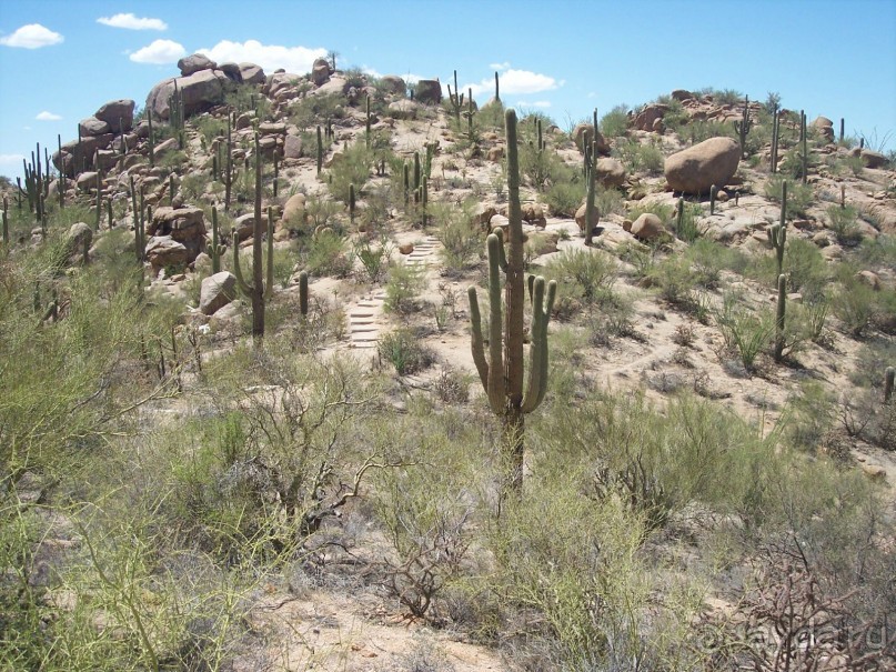 Альбом отзыва "Национальный парк Сагуаро. Кактусы, только кактусы"