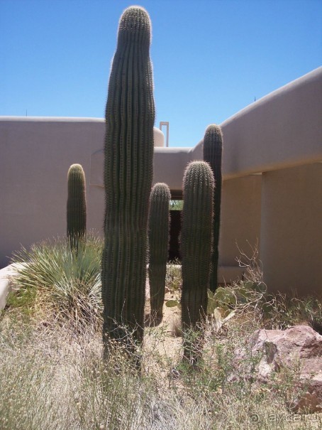 Альбом отзыва "Национальный парк Сагуаро. Кактусы, только кактусы"