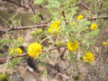 Альбом отзыва "Национальный парк Сагуаро. Кактусы, только кактусы"