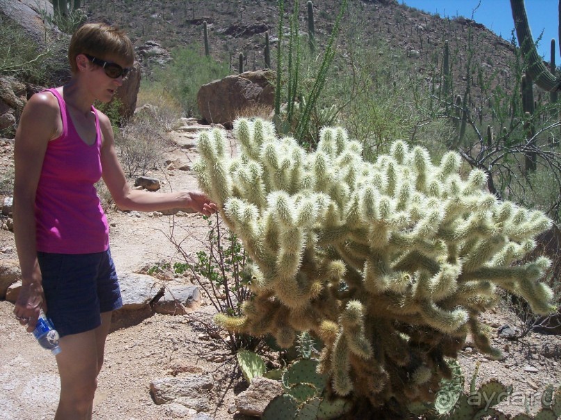 Альбом отзыва "Национальный парк Сагуаро. Кактусы, только кактусы"