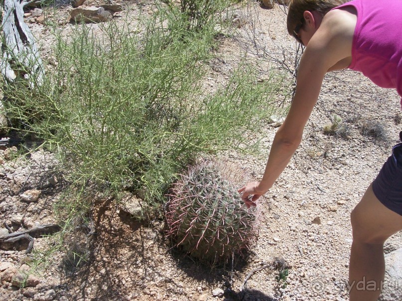 Альбом отзыва "Национальный парк Сагуаро. Кактусы, только кактусы"