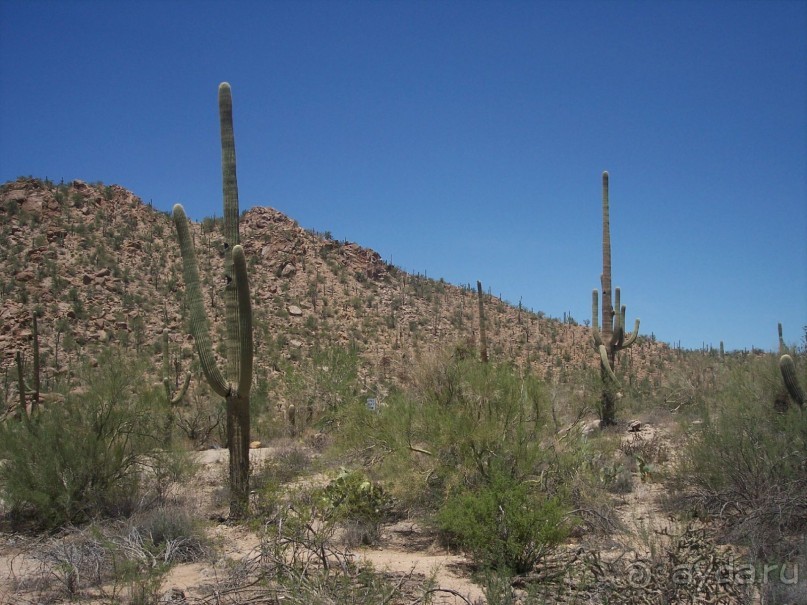 Альбом отзыва "Национальный парк Сагуаро. Кактусы, только кактусы"
