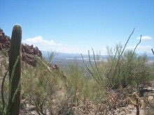 Альбом отзыва "Национальный парк Сагуаро. Кактусы, только кактусы"