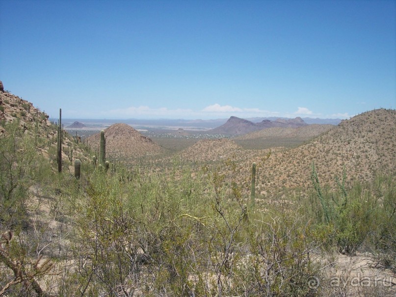 Альбом отзыва "Национальный парк Сагуаро. Кактусы, только кактусы"