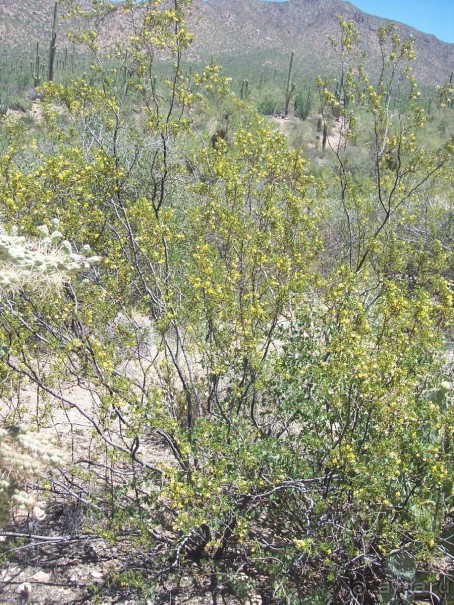 Национальный парк Сагуаро. Кактусы, только кактусы