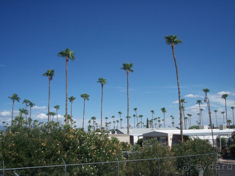 Национальный парк Сагуаро. Кактусы, только кактусы