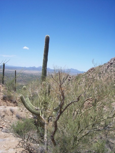 Национальный парк Сагуаро. Кактусы, только кактусы