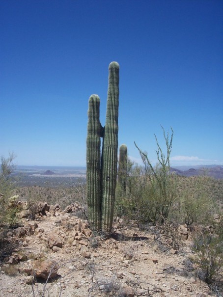 Национальный парк Сагуаро. Кактусы, только кактусы