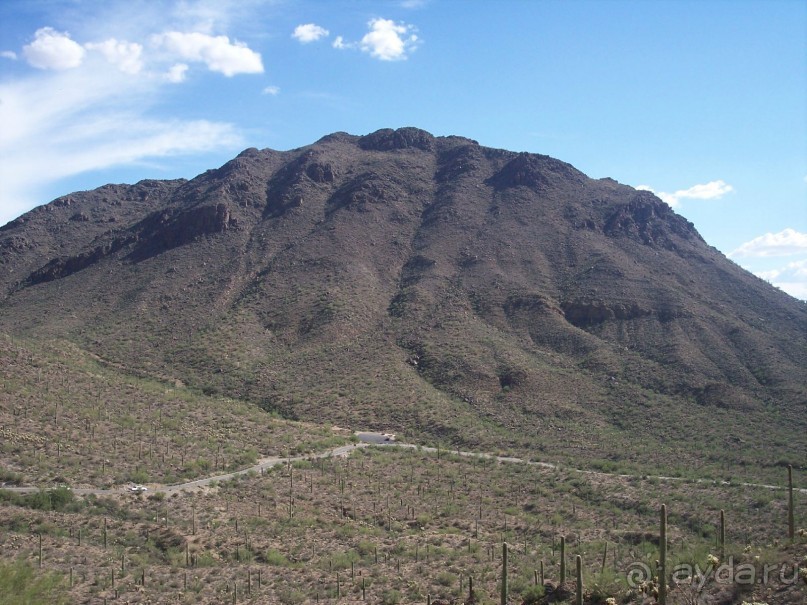 Национальный парк Сагуаро. Кактусы, только кактусы