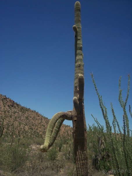 Национальный парк Сагуаро. Кактусы, только кактусы
