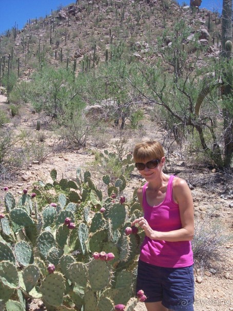 Национальный парк Сагуаро. Кактусы, только кактусы