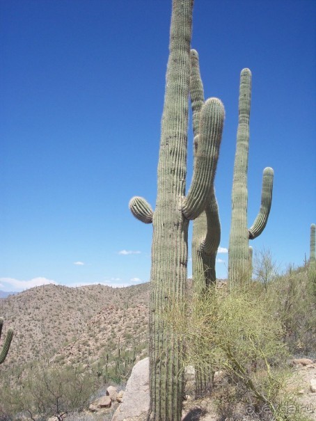 Национальный парк Сагуаро. Кактусы, только кактусы