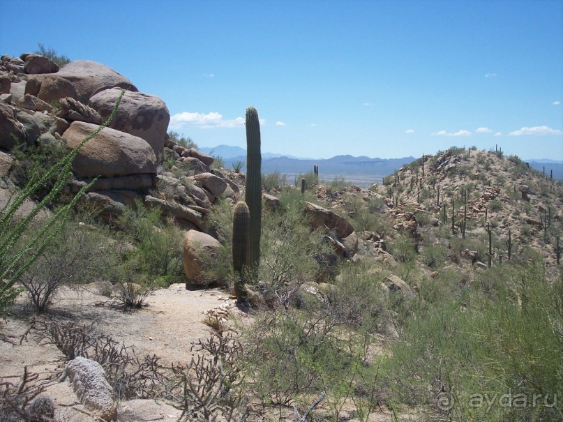 Национальный парк Сагуаро. Кактусы, только кактусы