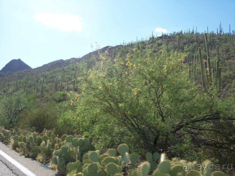 Национальный парк Сагуаро. Кактусы, только кактусы