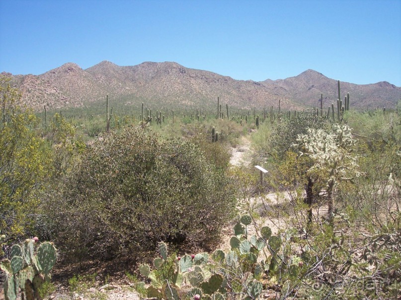 Национальный парк Сагуаро. Кактусы, только кактусы