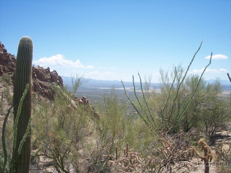 Национальный парк Сагуаро. Кактусы, только кактусы