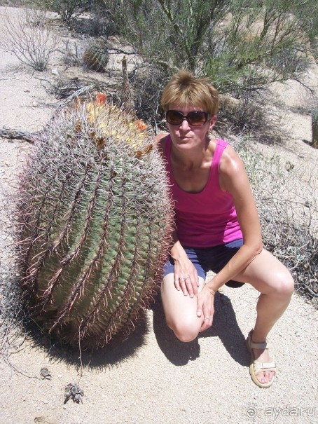 Национальный парк Сагуаро. Кактусы, только кактусы