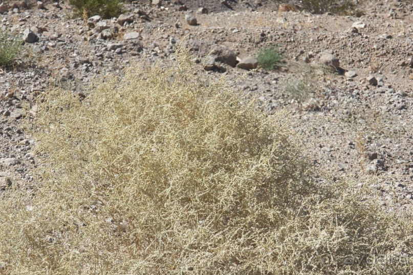 Дамба Гувера