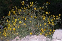 Альбом отзыва "Аризона 2. Джером – город призрак"