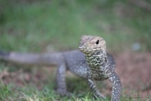 фото Ахунгалы