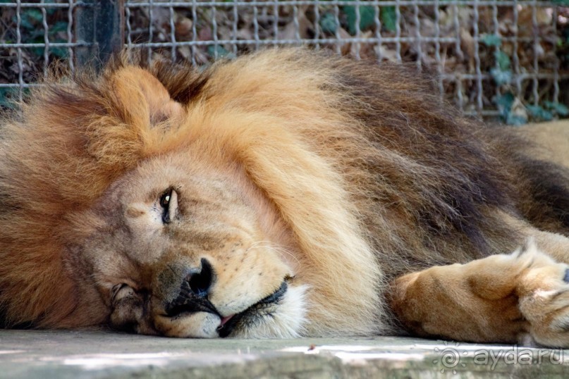 фото Большой Ялты