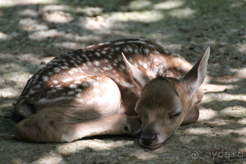 Зоопарк "Сказка" Крым г.Ялта