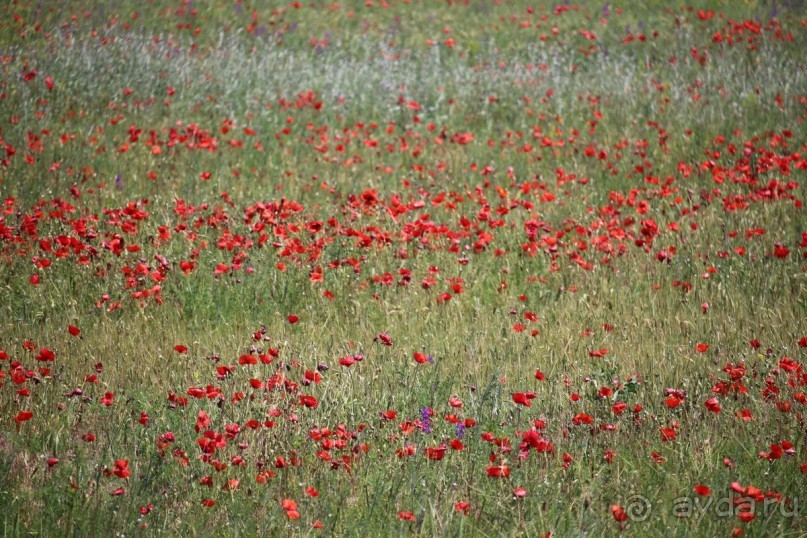 фото Оленевки