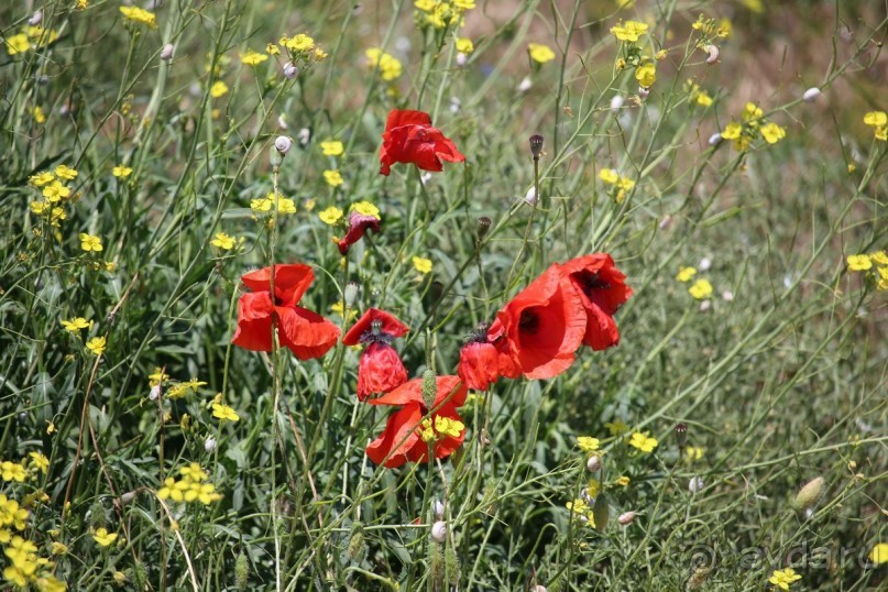 Июнь - пора цветения маков.