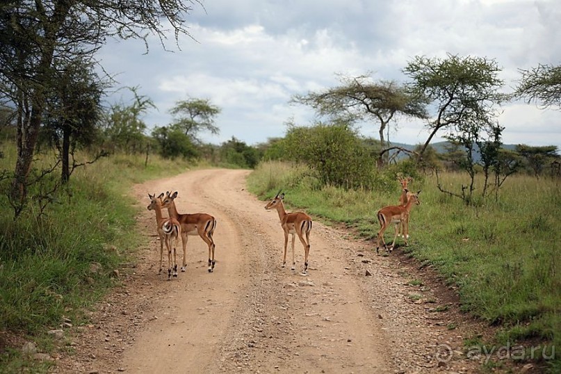 Центральная Африка, место куда хочется вернуться!