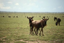 Центральная Африка, место куда хочется вернуться!