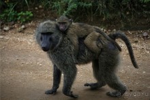 Центральная Африка, место куда хочется вернуться!