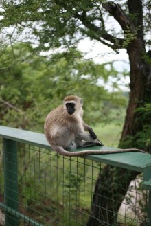 Центральная Африка, место куда хочется вернуться!