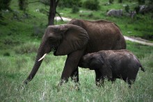 Центральная Африка, место куда хочется вернуться!