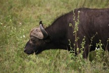 Центральная Африка, место куда хочется вернуться!