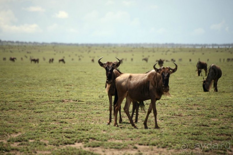 Центральная Африка, место куда хочется вернуться!