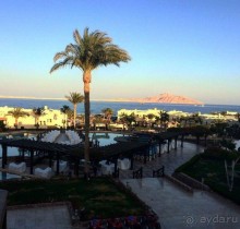 Роза пустыни 