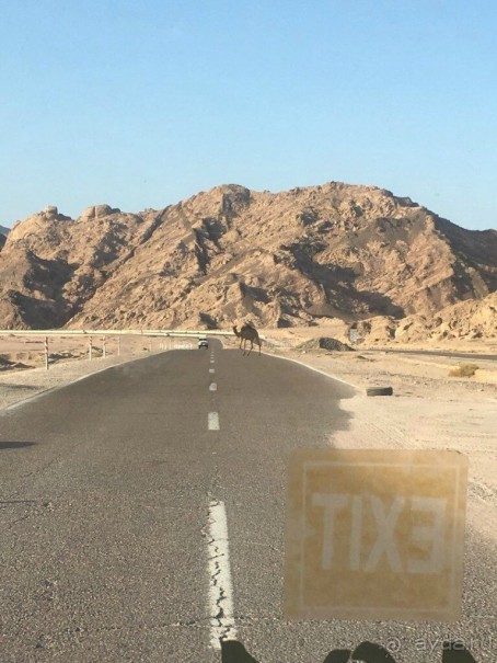 Альбом отзыва "Роза пустыни "